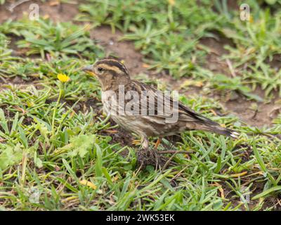 Petronia Petronia Petronia Petronia wurde auf der Insel Madeira fotografiert. Stockfoto