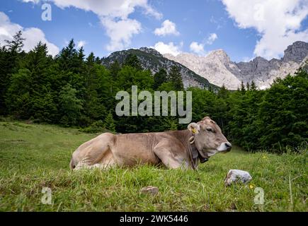 Alm-Idylle, eine Braunvieh-Kuh mit Kuhglocke ruht auf einer Alm mit imposanten Bergen im Hintergrund. Rindvieh beweidet die oft schroffen Bergalmen, durch die Wanderwege hinauf zu den Wanderhütten im Gebirge des Wilden Kaisers unweit von Ellmau in Tirol führen. Ellmau Wilder Kaiser Gebirge Tirol Österreich *** Almidyllik, eine braune Schweizer Kuh mit Kuhglocke ruht auf einer Almweide mit imposanten Bergen im Hintergrund Vieh weiden die oft schroffen Almen, durch welche Wanderwege hinauf zu den Wanderhütten im Wilden Kaiser unweit von Ellmau in Tyro führen Stockfoto