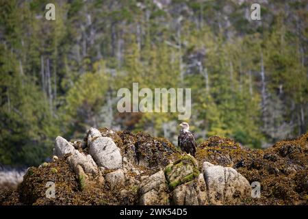 Unreifer oder untererwachsener Weißkopfseeadler, der sich umsieht, während er auf einem Felsen sitzt, der mit Algen bedeckt ist und im Hintergrund Bäume trägt, Central British Columbia Stockfoto