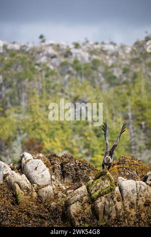 Unreifer oder unteradulter Weißkopfseeadler mit ausgebreiteten Flügeln zum Abflug von einem mit Algen bedeckten Felsen in Central British Columbia, Kanada Stockfoto