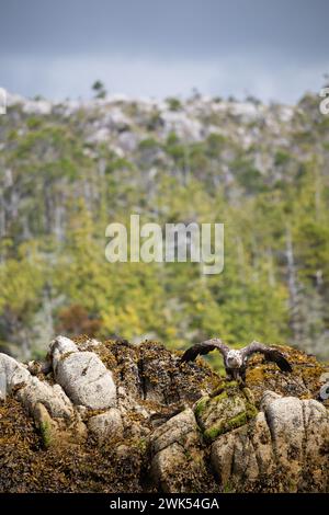 Unreifer oder untererwachsener Weißkopfseeadler, der sich bereit macht, von einem Felsen abzuheben, der mit Seetang bedeckt ist und im Hintergrund Bäume trägt, Central British Columbia Stockfoto