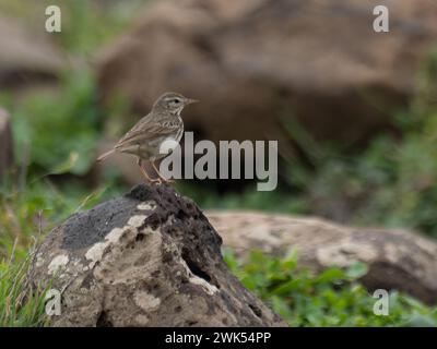 Eine hochstehende Berthelots Pipit, Anthus berthelotii Stockfoto