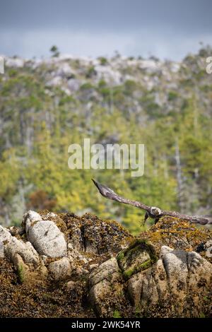 Unreifer oder unteradulter Weißkopfseeadler, der von einem mit Seetang bedeckten Felsen mit Bäumen im Hintergrund abhebt, Central British Columbia, Kanada Stockfoto