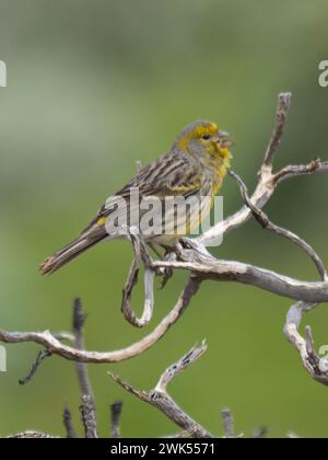 Atlantischer kanarienvogel, Serinus canaria, auch bekannt als wilder kanarienvogel, Insel kanarienvogel, kanarienvogel oder nur kanarienvogel Stockfoto