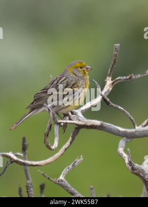 Atlantischer kanarienvogel, Serinus canaria, auch bekannt als wilder kanarienvogel, Insel kanarienvogel, kanarienvogel oder nur kanarienvogel Stockfoto