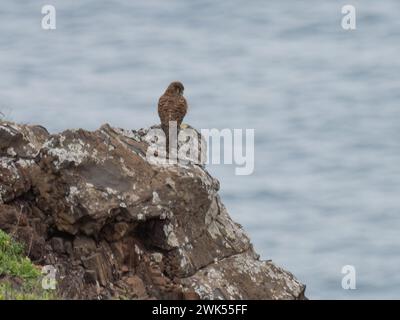 Falco Tinnunkulus Biometrics auf der Insel Madeira. Stockfoto