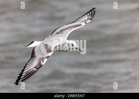 Bonaparte's Möwe (Chroicocephalus philadelphia) im Flug - Indian River, Florida Stockfoto