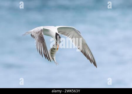 Royal Tern (Thalasseus maximus) mit einem frisch gefangenen Fisch im Schnabel - Florida Stockfoto