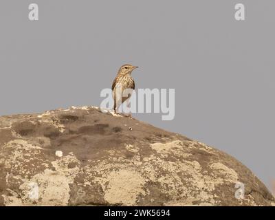 Eine Berthelots Pipit, Anthus berthelotii, auf einem Felsen mit grauem Himmel im Hintergrund. Stockfoto