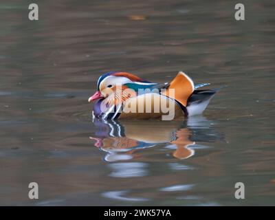 Eine männliche Mandarinenente, Aix galericulata, paddelt auf einem Teich. Stockfoto