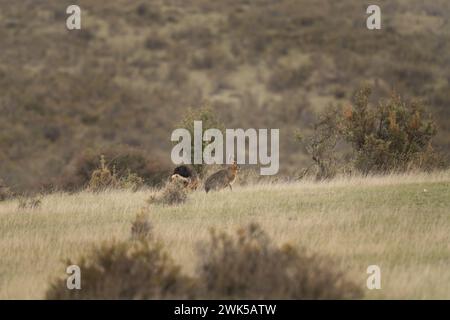 Patagonischer Mara ernährt sich auf der Weide. Kleines Nagetier mit langen Ohren auf der Halbinsel Valdés. Seltenes Nagetier, das wie rabit aussieht. Stockfoto