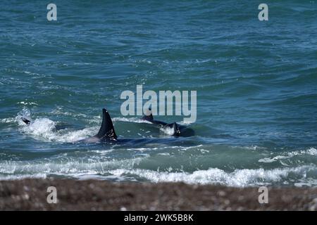 Orcas wohnen neben der Halbinsel Valdés. Killerwale jagen Robben in der Nähe der Küste. Gefährdeter Wal in der Nähe der Oberfläche. Stockfoto