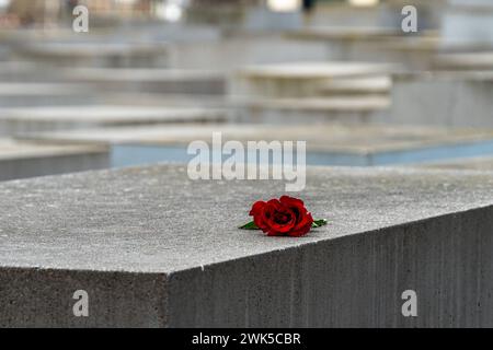 Berlin, Denkmal für die ermordeten Juden Europas, Holocaust-Mahnmal, in der historischen Mitte Berlins 16.02.2024, Gedenkstätte, einzelne rote Rose auf einer der 2,710 Stelen Berlin Mitte Berlin Deutschland *** Berlin, Gedenkstätte für die ermordeten Juden Europas, Holocaust-Gedenkstätte, in der historischen Mitte Berlins 16 02 2024, Gedenkstätte, Gedenkstätte, Gedenkstätte für die ermordeten Juden Europas einzelne rote Rose auf einer der 2.710 Stelen Berlin Mitte Berlin Berlin Berlin 15-17.02.2024 LR-7259 Stockfoto