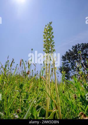 Neottia ovata - Orchideen aus einem niedrigen Winkel, der in Richtung Himmel blickt. East Sussex, Großbritannien. Vor allem in Kreideflächen, aber auch in oc Stockfoto