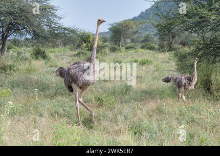 Weiblicher somalischer Strauß (Struthio molybdophanes) Stockfoto