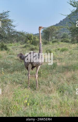 Weiblicher somalischer Strauß (Struthio molybdophanes) Stockfoto