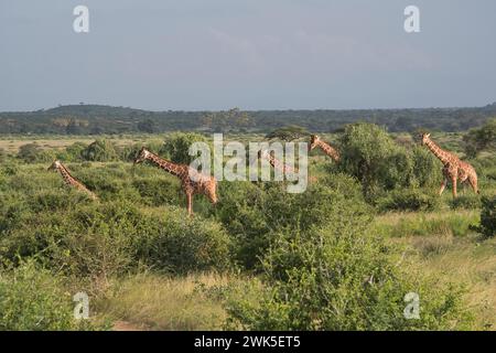 Giraffe (Giraffa camelopardalis reticulata), eine kleine Herde, die sich durch das Samburu National Reserve in Kenia bewegt Stockfoto