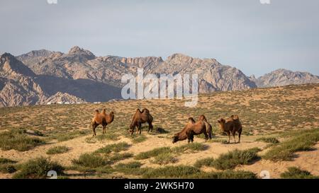 Eine Gruppe von Kamelen weidet vor einer Bergkette auf einer grünen Düne am Rande der Wüste Gobi in der Mongolei. Stockfoto