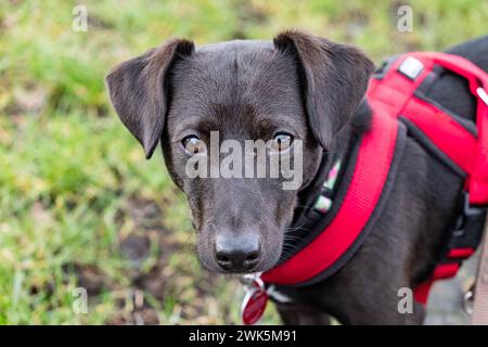 Ein Mitschlingsterrier blickt in die Kamera. In Aachen am 11. Februar 2024. DEUTSCHLAND - AACHEN - HUND Stockfoto