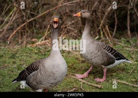 Zwei Graugänse mit unterschiedlichen Ausdrücken Stockfoto