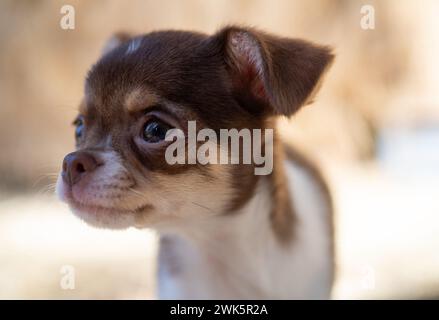 Der neugierige Blick des Chihuahua Hündchens Stockfoto
