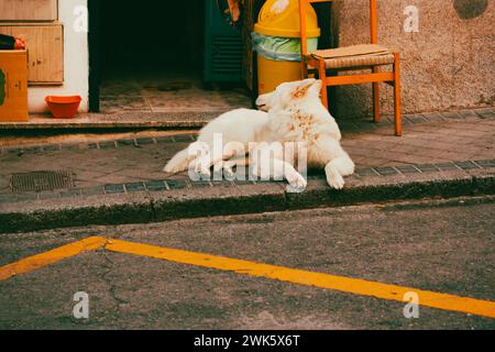 Ein weißer, großer Hund, der vor der Haustür liegt und zurückblickt. Urbane Straßenfotografie. Hundefreundliches Hotel. Haustier, Haustier, Hund. Stockfoto