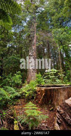 Ein gefällter Kauri-Baumstumpf und Kauri-Bäume im gemäßigten Regenwald des Trounson Kauri Park, Te Tai Tokerau/Northland Region, Te IKA-a-Maui/Nord Stockfoto