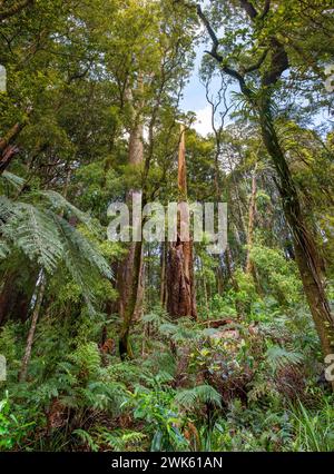 Der gemäßigte Regenwald des Trounson Kauri Park, Te Tai Tokerau / Northland Region, Te IKA-a-Maui / Nordinsel, Aotearoa / Neuseeland. Trounson K Stockfoto