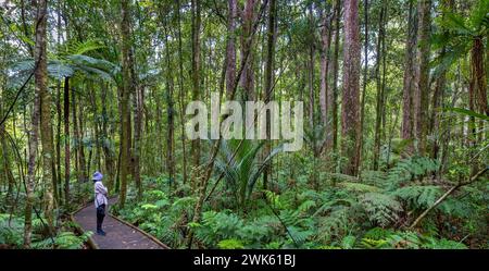 Eine Person Wald Baden im gemäßigten Regenwald des Trounson Kauri Park, Te Tai Tokerau / Northland Region, Te IKA-a-Maui / Nordinsel, Aotearoa Stockfoto