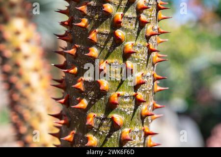 Stacheliger Stamm eines tropischen Baumes in einem botanischen Garten, Nahaufnahme Stockfoto