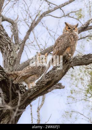 Ein Paar Oulen im Bentsen Rio Grande State Park, Mission, Texas Stockfoto