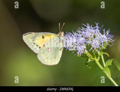 Colias philodice, Trübung von Schwefelnektar an Nebelblumen im National Butterfly Center, Mission, Texas Stockfoto