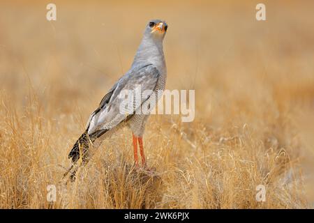 Ein blasssingender Goschawk (Melierax canorus) in natürlicher Umgebung, Kalahari Wüste, Südafrika Stockfoto