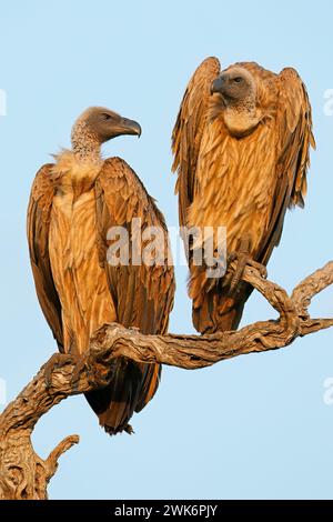 Weissgeier (Gyps africanus) auf einem Zweig im Kruger-Nationalpark, Südafrika Stockfoto