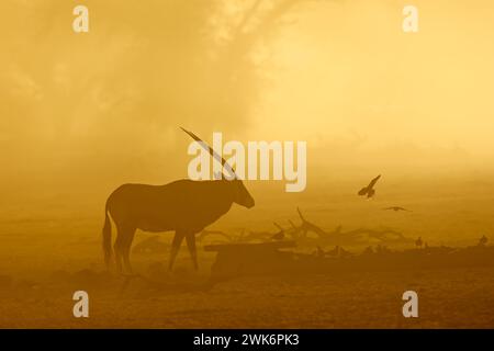 Eine Edelbokantilope (Oryx gazella) und Tauben, die bei Sonnenaufgang in Staub gehalten wurden, in der Kalahari-Wüste, Südafrika Stockfoto