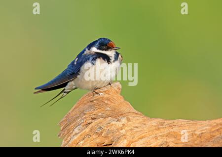 Weiße-throated Schwalbe (Hirundo Albigularis) thront auf einem Ast, Südafrika Stockfoto