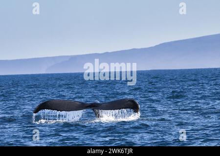 Gestreuter Buckelwal, der durch den maui-Ozean schneidet. Stockfoto