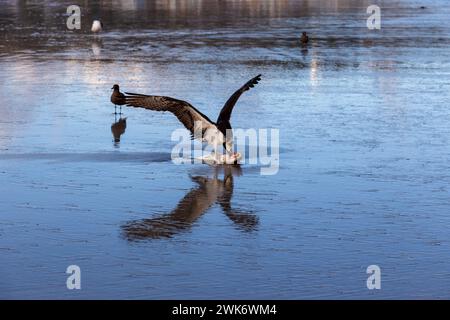 Predator Hawk Bird Nature Hunting Fressing Fish on Beach Surf. La Jolla Shores Pazifikküste Niedrigwasser nahe San Diego Kalifornien USA Stockfoto