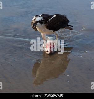 Predator Hawk Bird Nature Hunting Fressing Fish on Beach Surf. La Jolla Shores Pazifikküste Niedrigwasser nahe San Diego Kalifornien USA Stockfoto