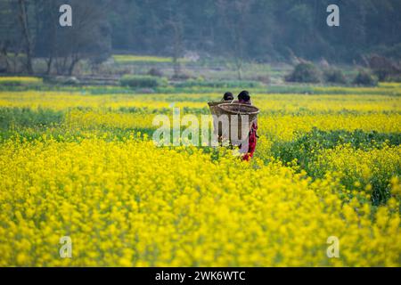 Senfblüten auf eine erstaunlich schöne Art und Weise. Stockfoto