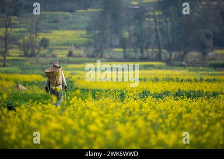 Senfblüten auf eine erstaunlich schöne Art und Weise. Stockfoto