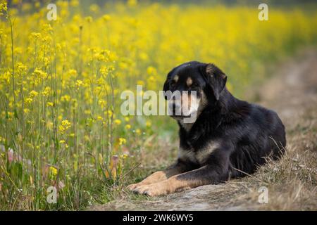 Senfblüten auf eine erstaunlich schöne Art und Weise. Stockfoto