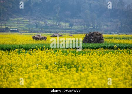 Senfblüten auf eine erstaunlich schöne Art und Weise. Stockfoto