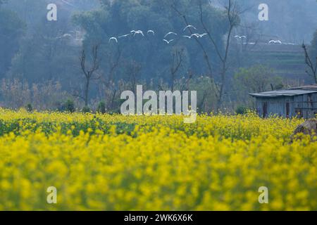 Senfblüten auf eine erstaunlich schöne Art und Weise. Stockfoto