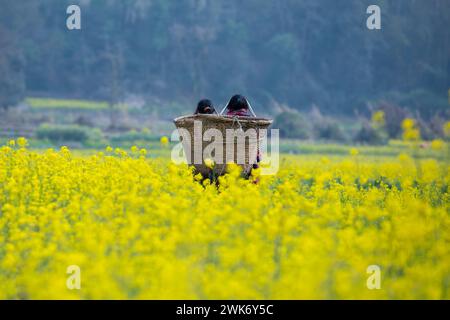 Senfblüten auf eine erstaunlich schöne Art und Weise. Stockfoto