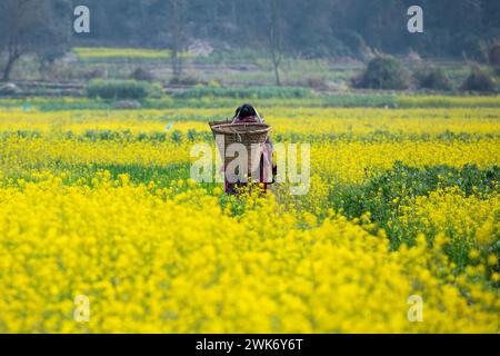 Senfblüten auf eine erstaunlich schöne Art und Weise. Stockfoto