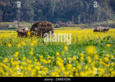 Senfblüten auf eine erstaunlich schöne Art und Weise. Stockfoto