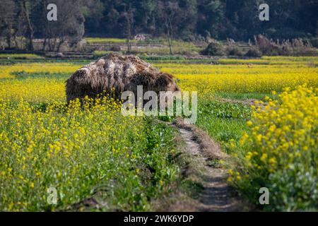 Senfblüten auf eine erstaunlich schöne Art und Weise. Stockfoto