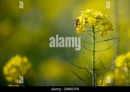 Senfblüten auf eine erstaunlich schöne Art und Weise. Stockfoto