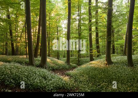 Traumhafte wilde Knoblauchblüte im Buchenwald auf der Schwäbischen Alb Stockfoto